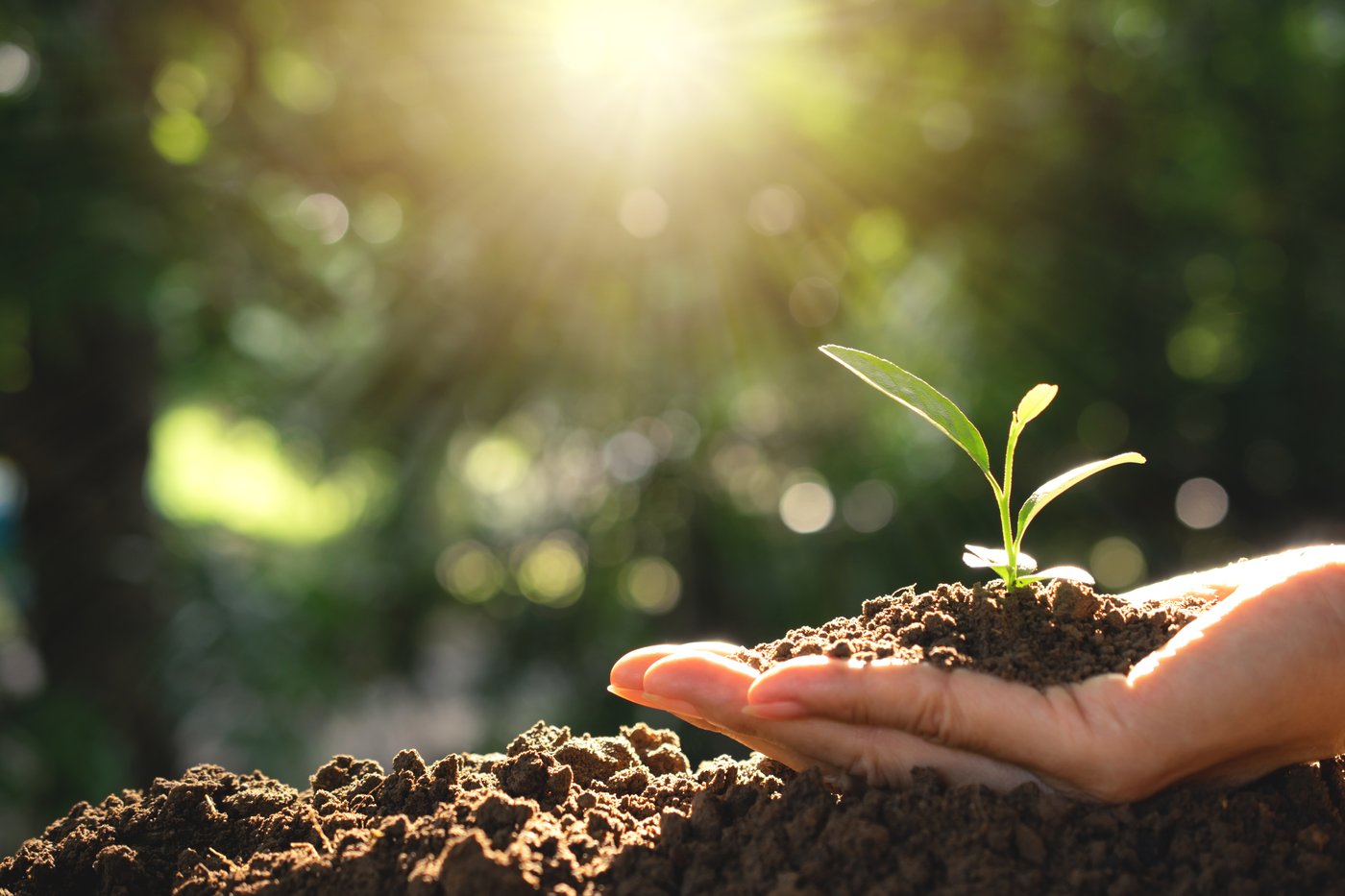 Person holding plant from dirt