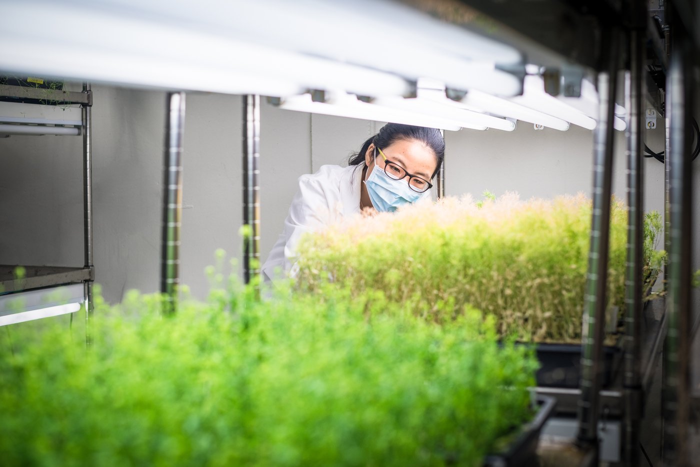 Plants in lab