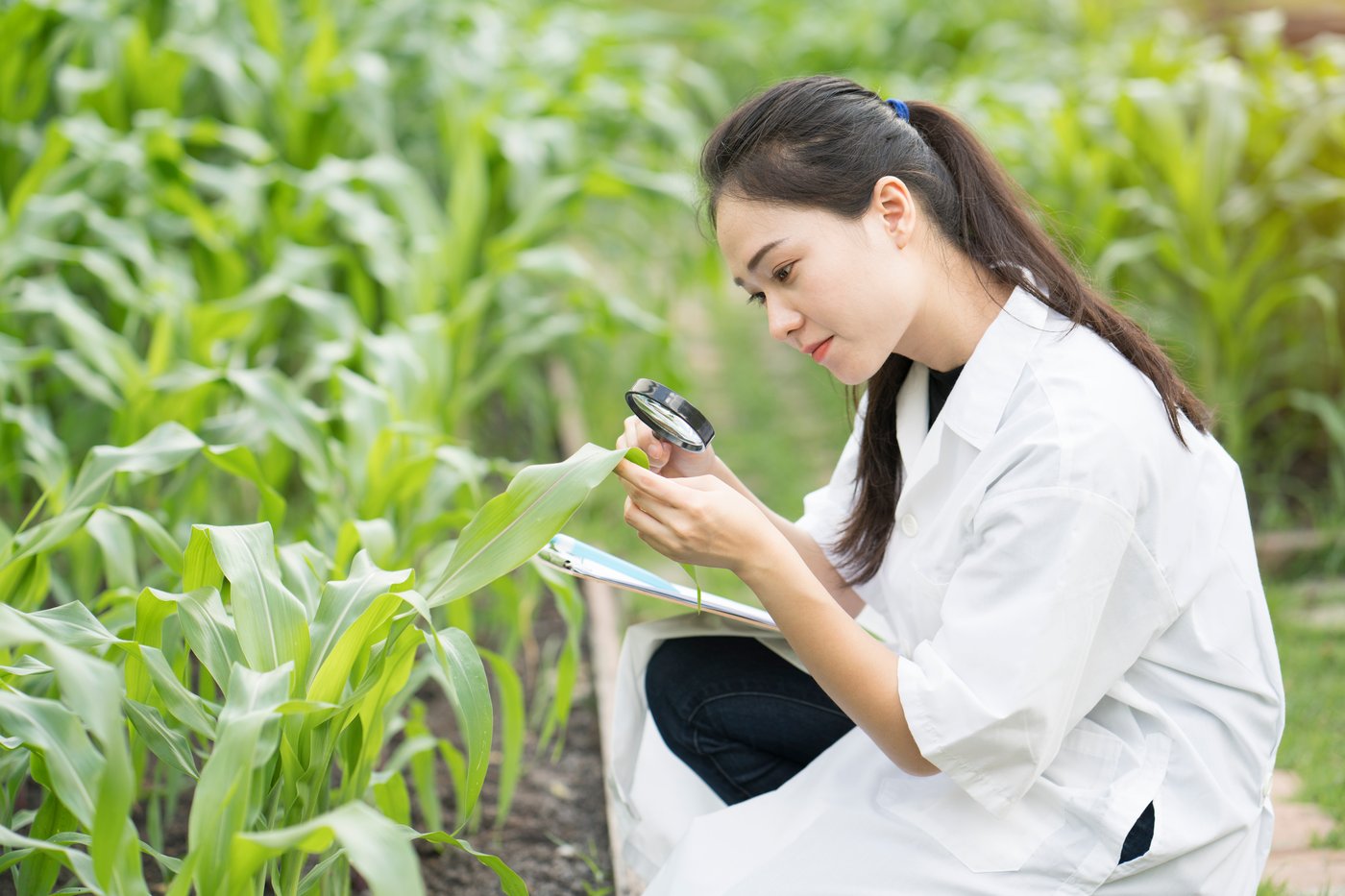 scientific observation of plants