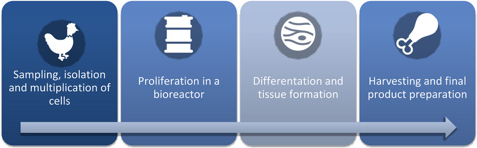 cultured meat production