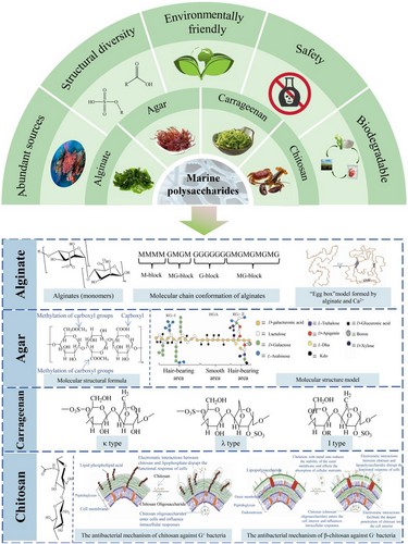 marine polysaccharides