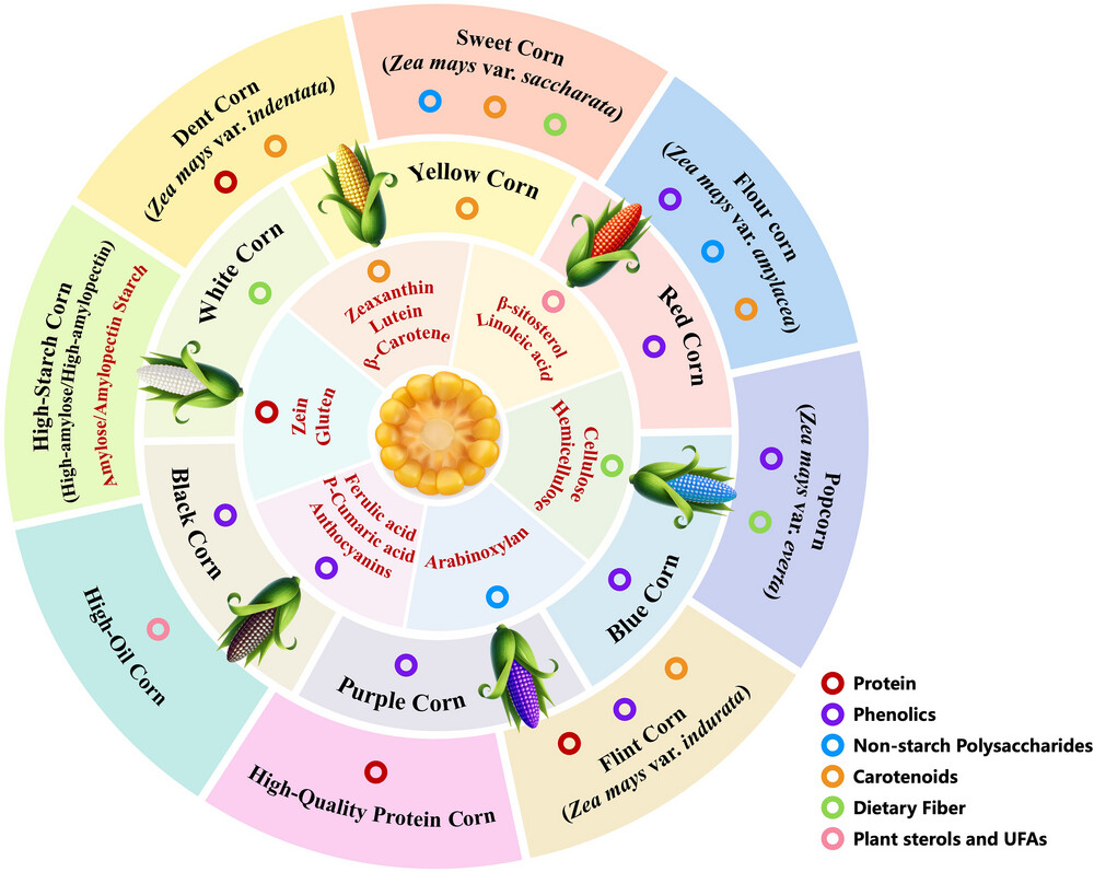 Corn Bioactive Compounds