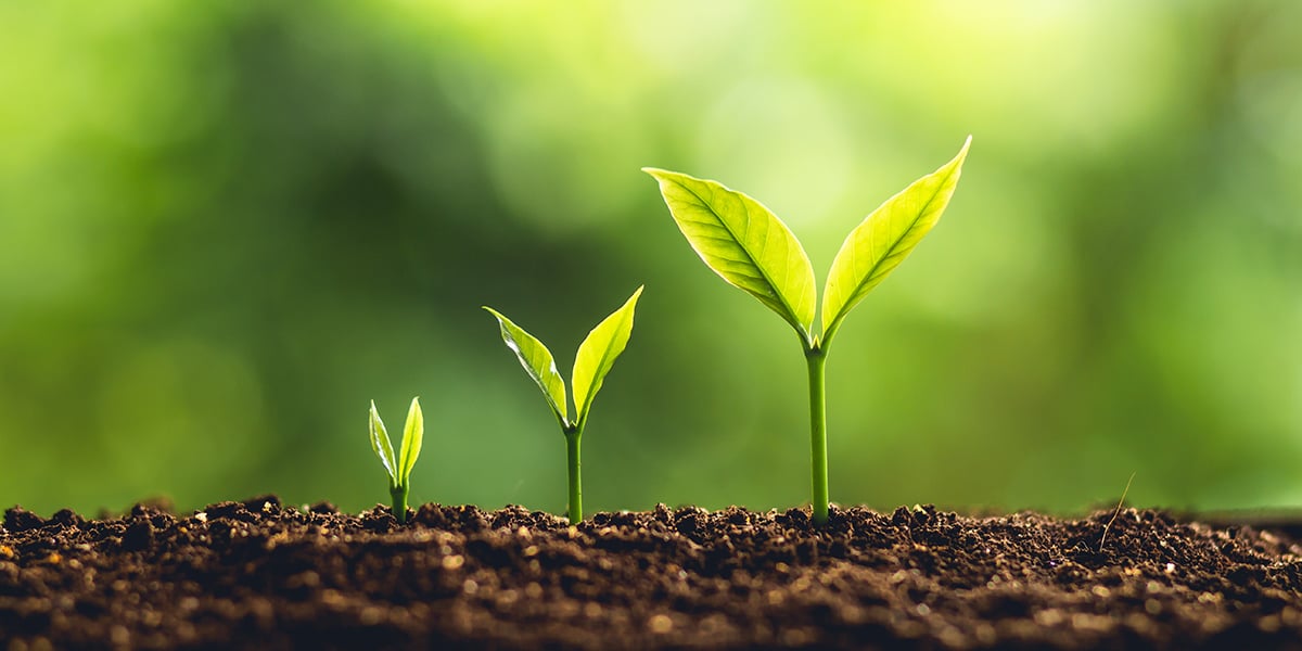 annual_report_growth