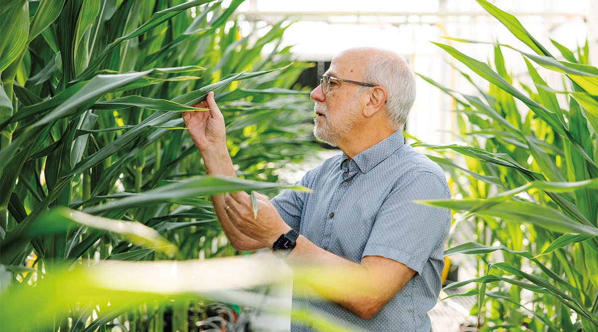 Pairwise CEO Tom Adams inspects corn plants
