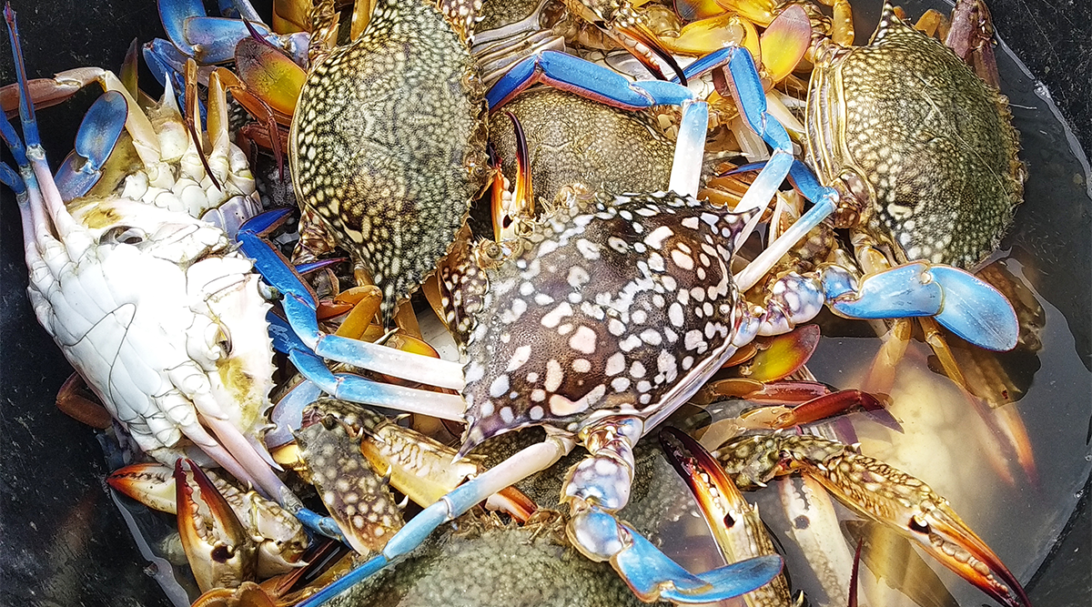 A bucket of crab from the Sumatran coast