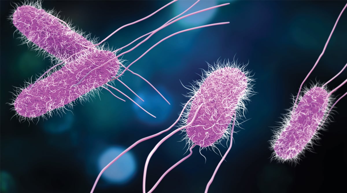 Salmonella Bacteria