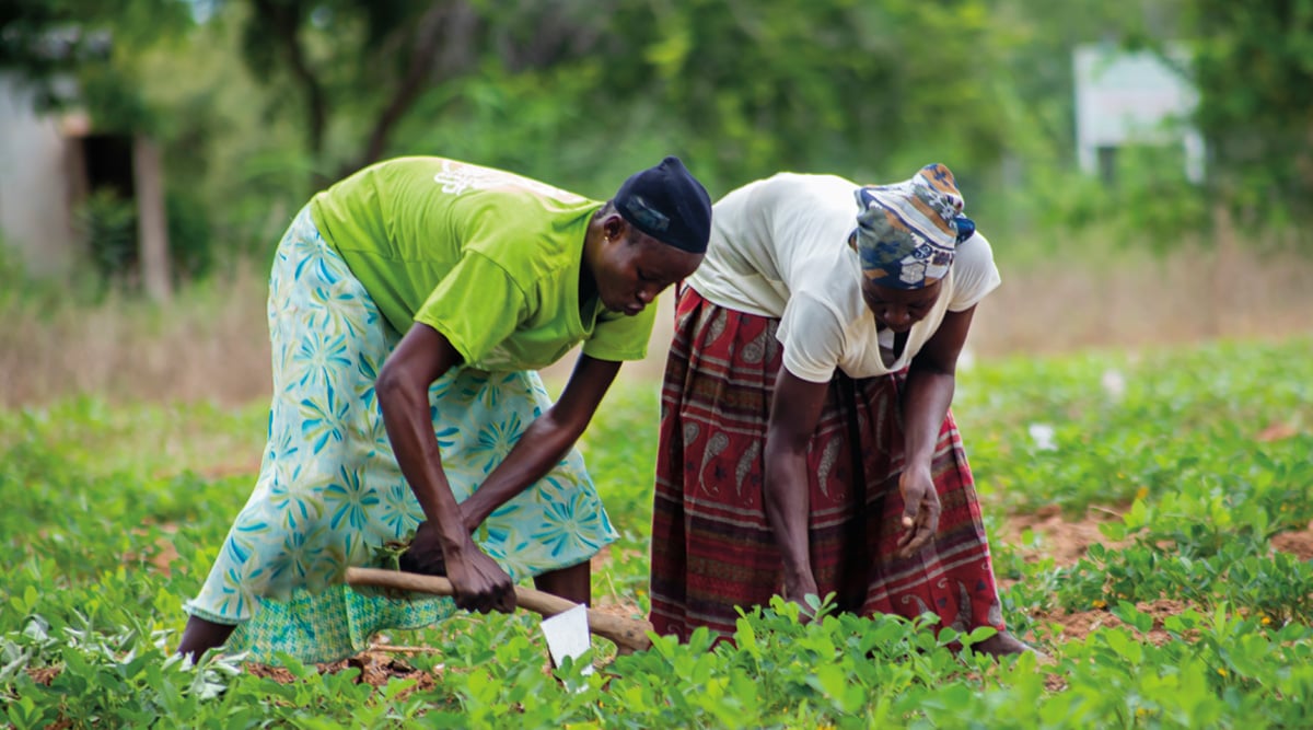 Women farmers harvest Bambara groundnuts.