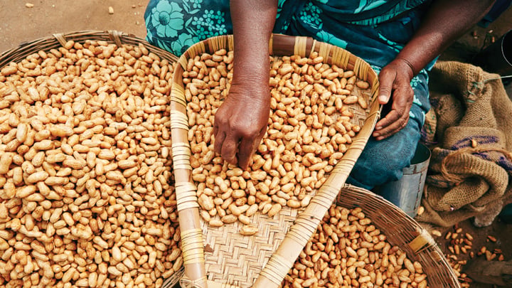 Peanuts, which are used to make mbala pinda, are sorted to reduce aflatoxin risk.