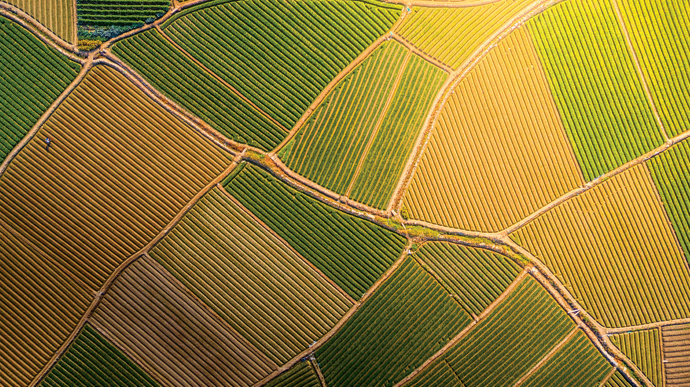 Agriculture shapes nearly 40% of the Earth’s land surface, making food production one of the most powerful human influences on the planet.