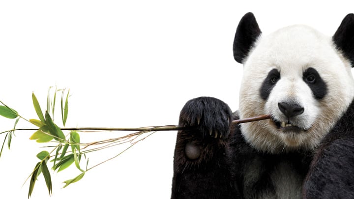 Panda eating bamboo.