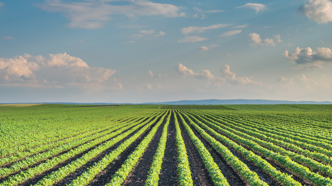 Soybean Field Rows in summer