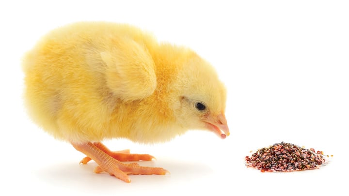 Cute fluffy yellow chick pecking gape pomace feed