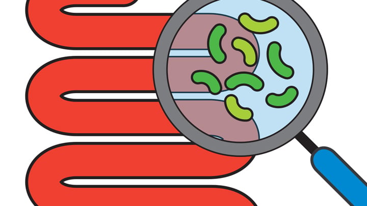 Examining Gut Health Illustration