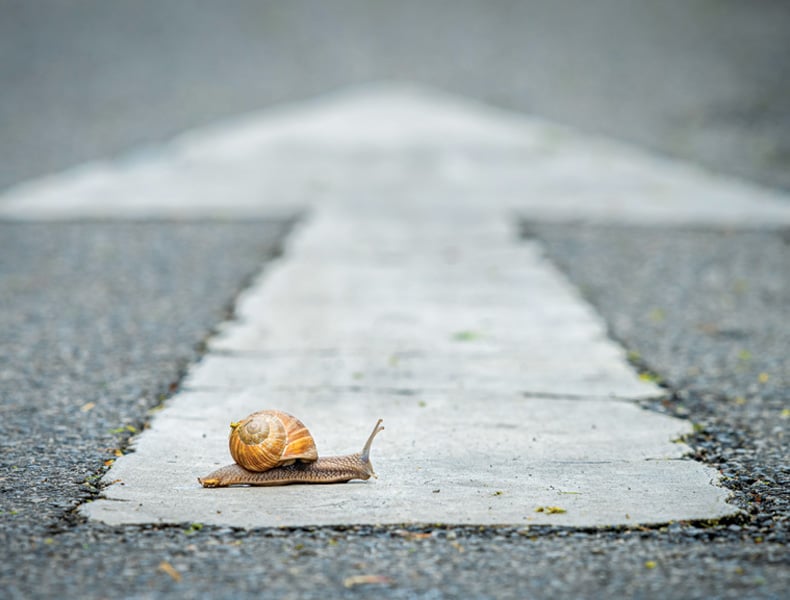 Snail