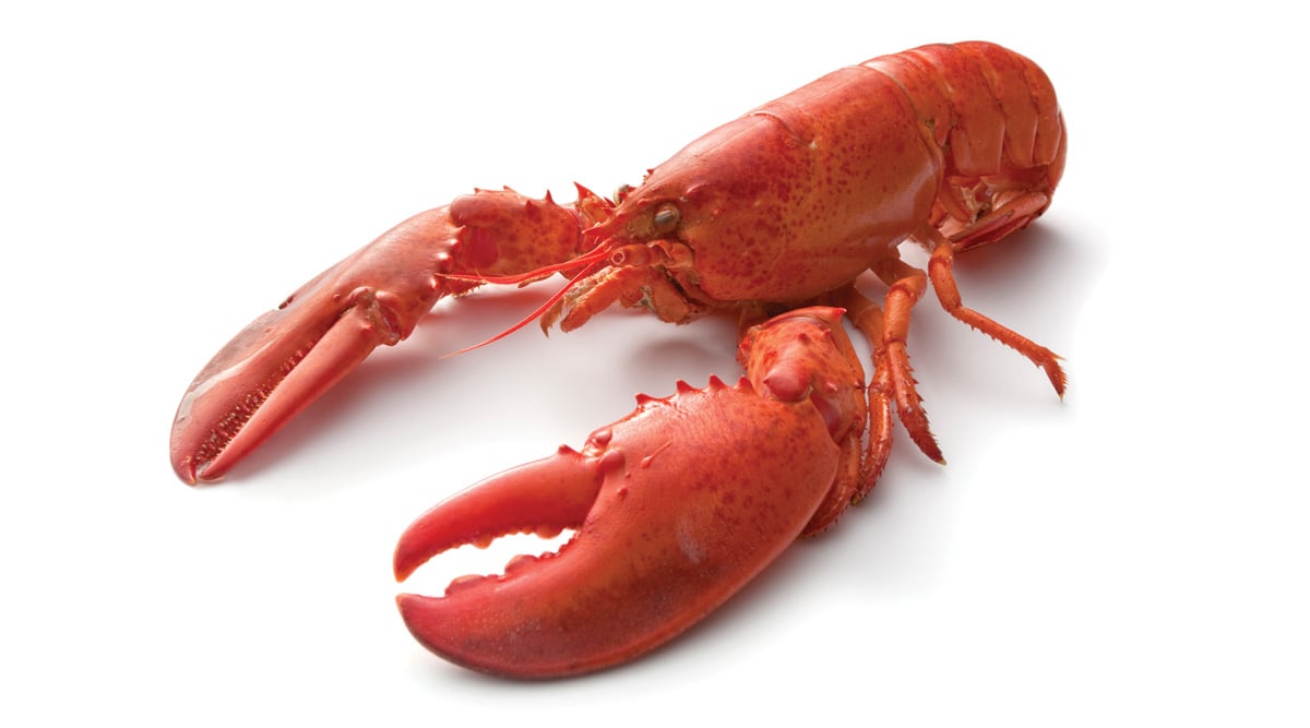 Lobster