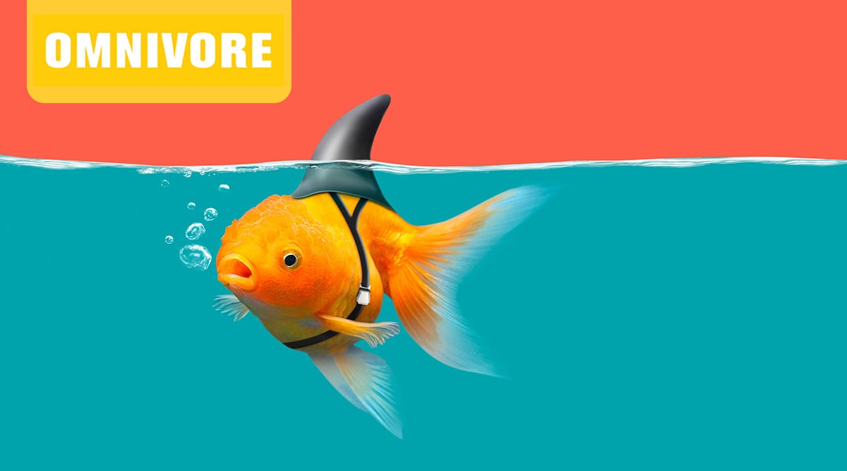 A goldfish swimming with a shark fin attached to it's head.