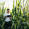 Scientist using a tablet in a cornfield