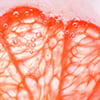 Pink grapefruit closeup