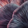Purple mushrooms closeup