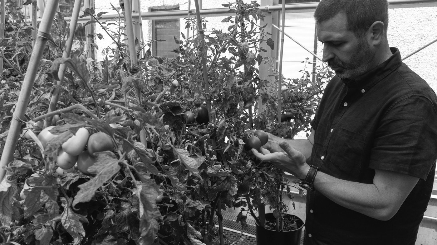 Work by Zachary Lippman of Cold Spring Harbor Laboratory has altered the genetics of tomato plants, enabling faster ripening and greater yield.