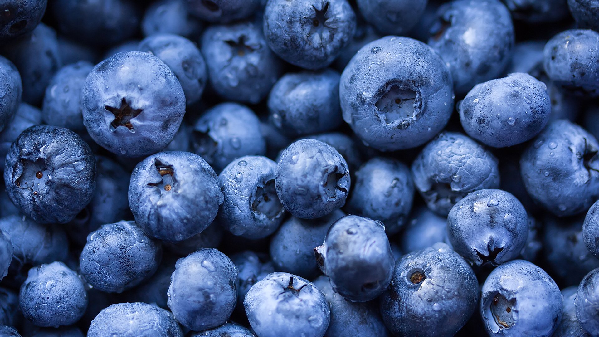 Close up of fresh blueberries.