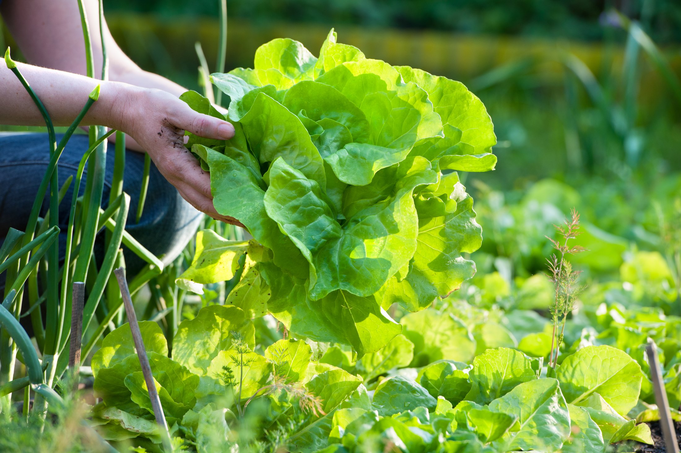 person picking lettuce
