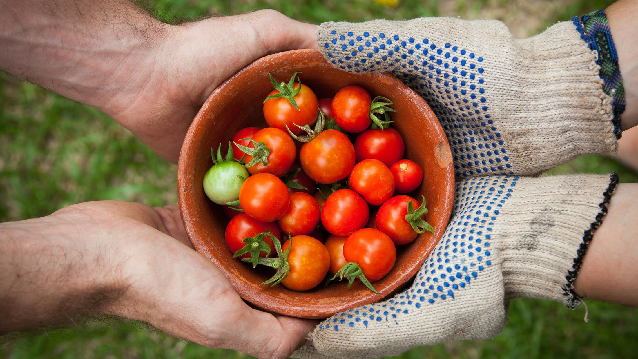 Two pairs of hands holding a bowl of fresh tomatoes.