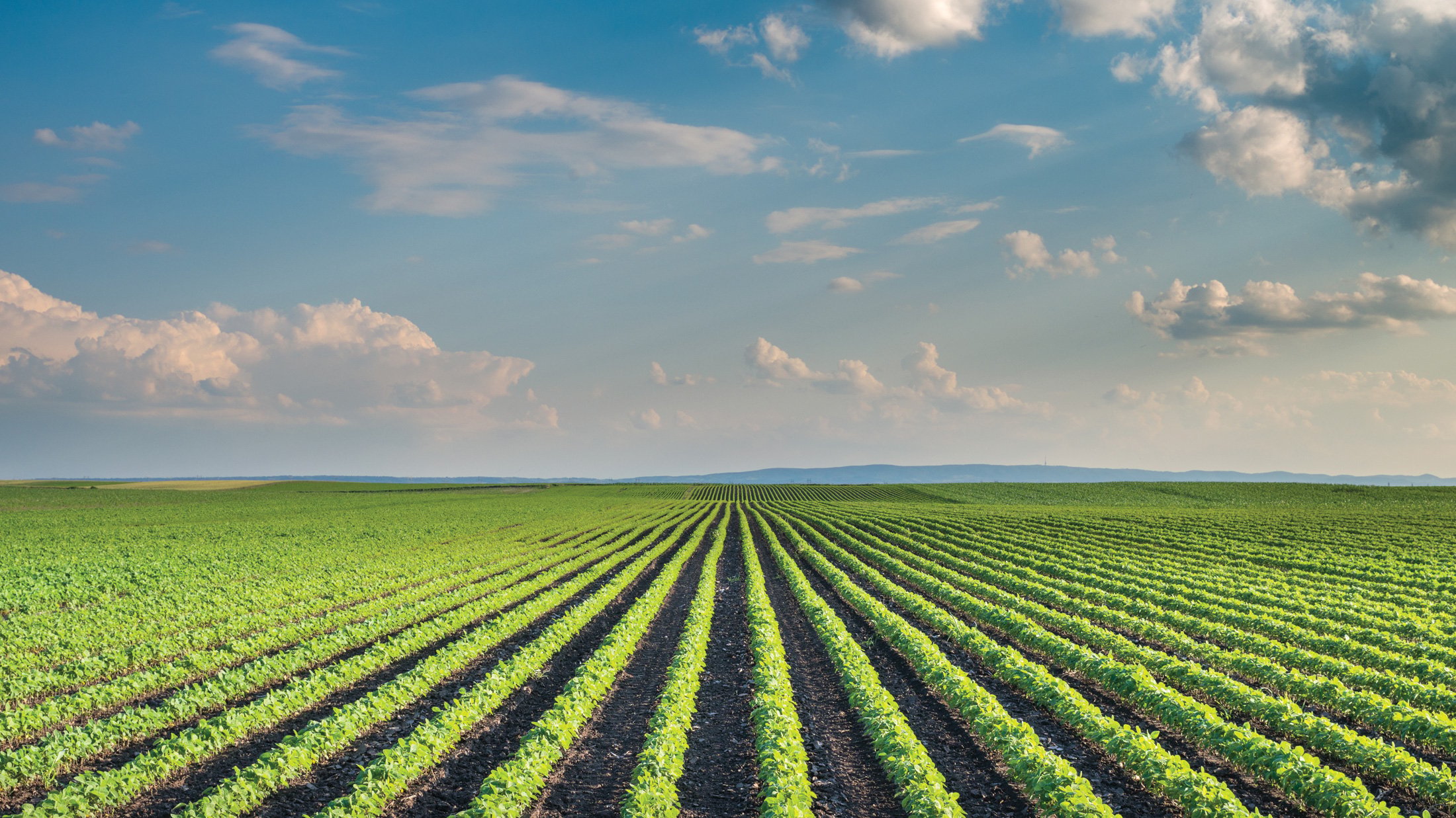 Soybean Field Rows in summer
