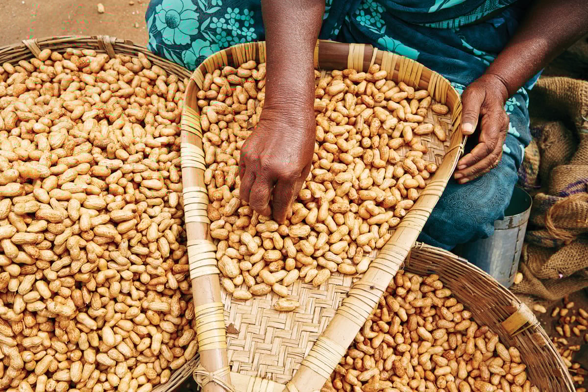 Peanuts, which are used to make mbala pinda, are sorted to reduce aflatoxin risk.