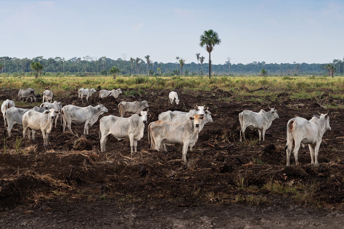 Cattle pasture in the Amazon