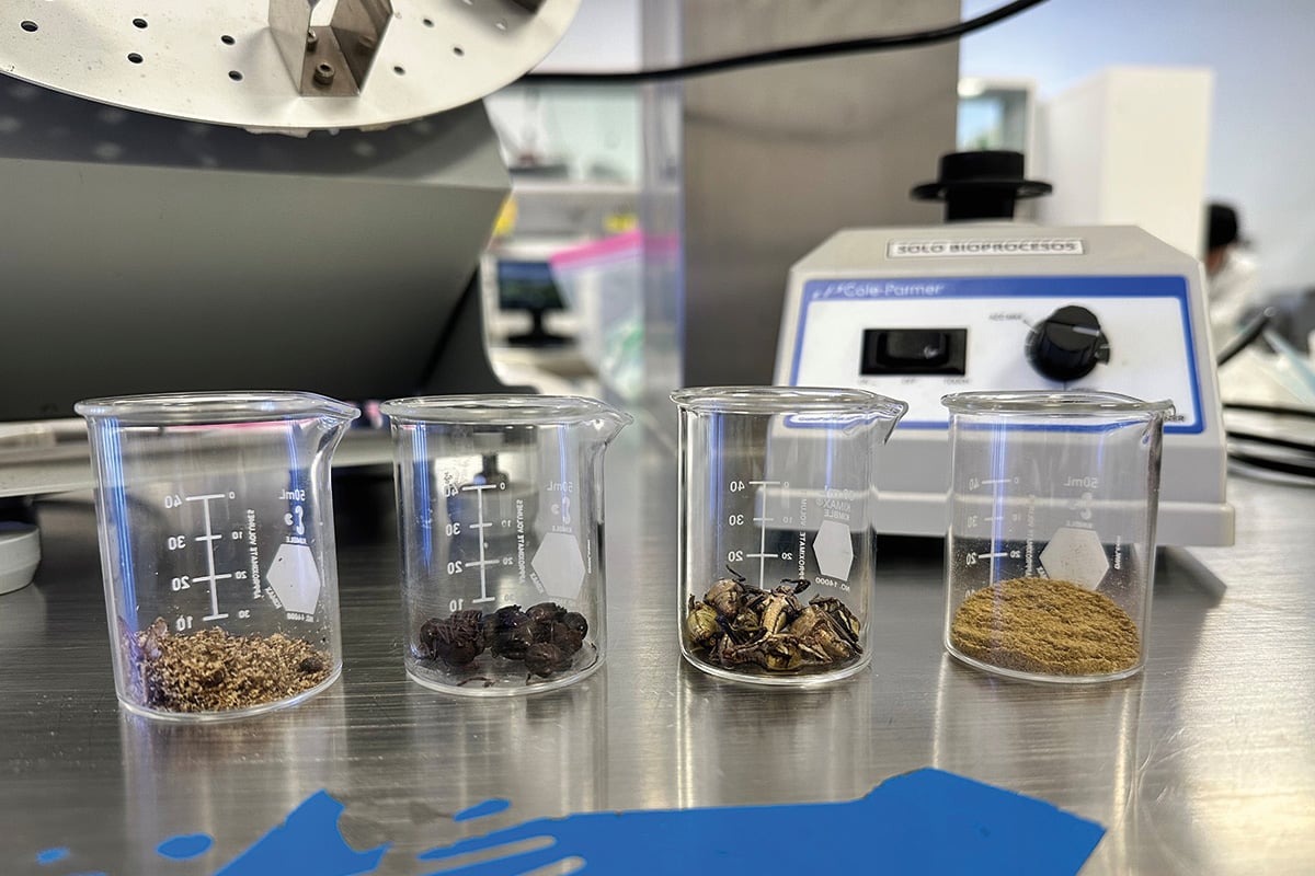 Samples of traditional Mexican edible insects in whole and ground form are lined up in Celeste Ibarra-Herrera&rsquo;s lab.