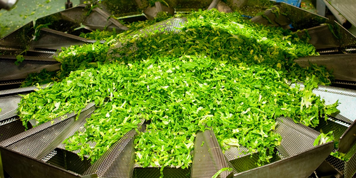 High-intensity ultrasound technology processing lettuce