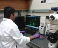 Graduate student Lateef Syed records videos during a dielectrophoretic E. coli capture experiment. A fluid containing fluorescencelabeled bacteria is passed at a fixed velocity through the device, and the dielectrophoretic capture and release of the bacteria can be observed under a fluorescence microscope as a reversible process when the voltage is turned on and off.