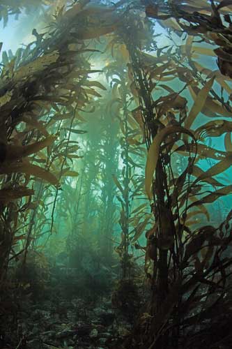 Kelp