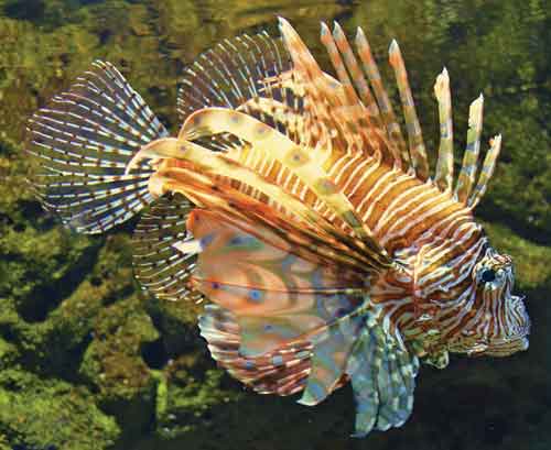 Lionfish