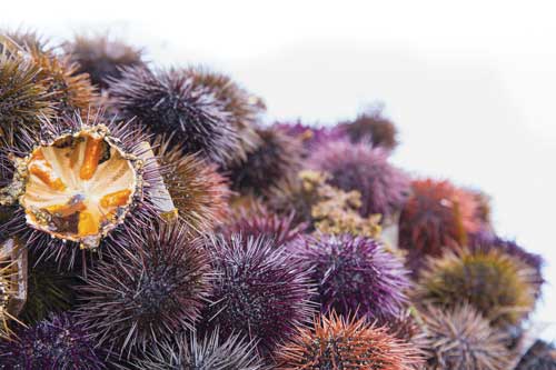 Sea urchins