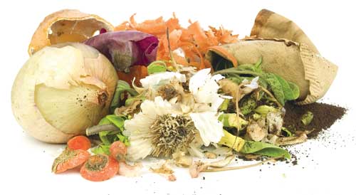 Wasted food