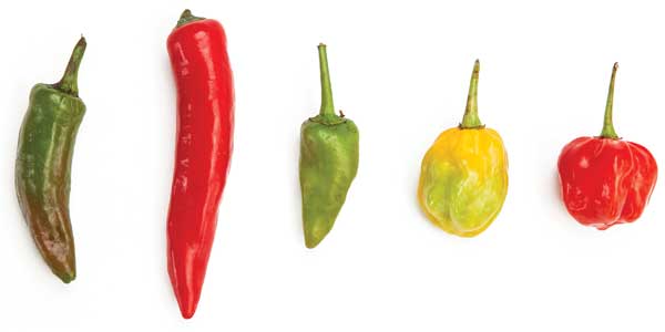 Chile peppers 