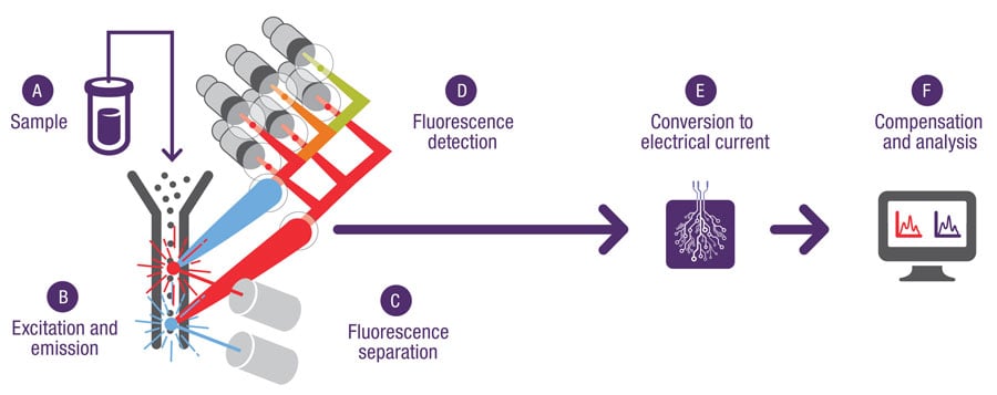 How a flow cytometer works. A sample enters the instrument, and hydrodynamic focusing directs the sample into a narrow stream to move one cell at a time into the optical system. As an individual cell passes through the interrogation point, a fluorophore-labeled cell is excited by a laser and emits a fluorescence signal that is guided by fluorescence separation. The emitted light is captured by detectors and converted to an electrical current by the detector and processed as data.