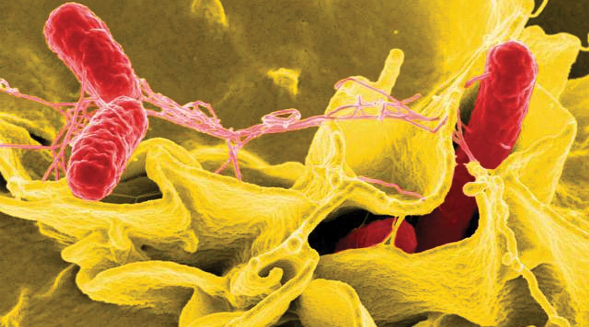 Close up of Salmonella