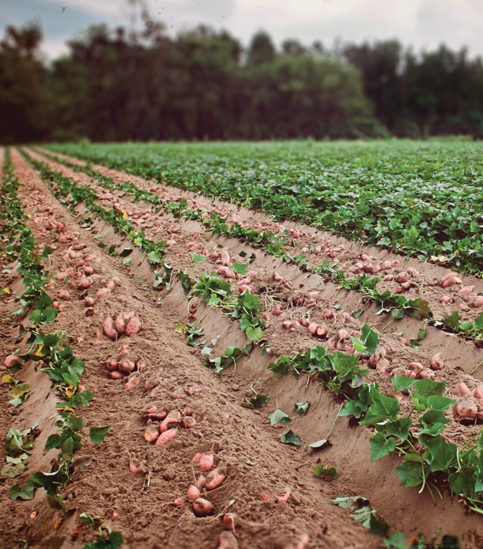 Field of romaine lettuce