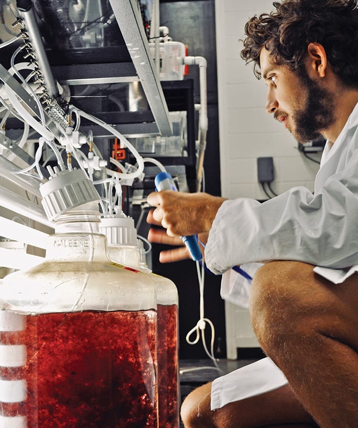 Red seaweed in laboratory