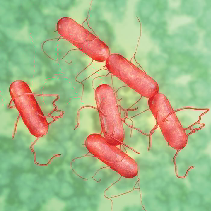 Salmonella Bacteria under microscope