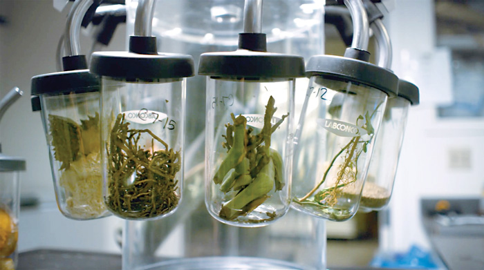 Brightseed Plants in Lab