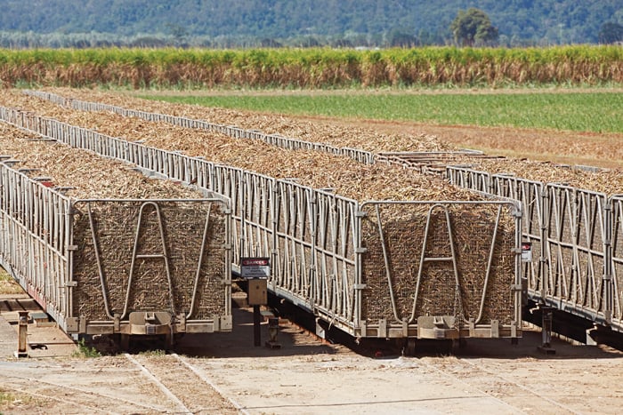 Sugar Beets Railroad Cars