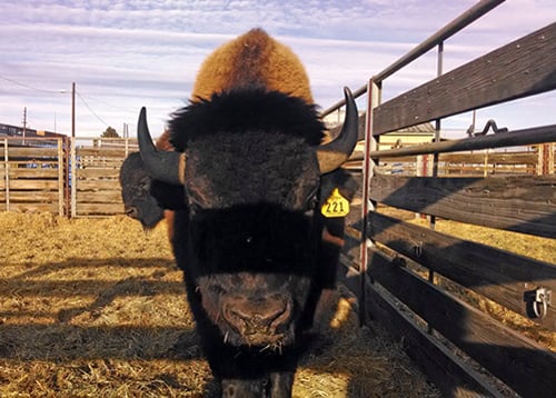 Safe Consumption of Wild Game