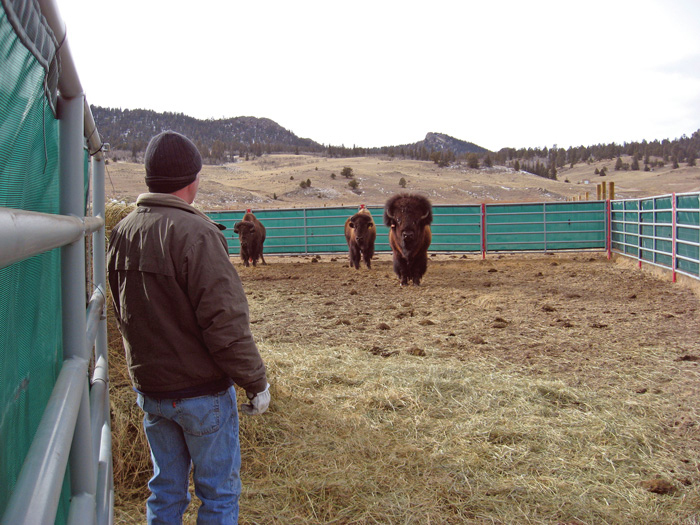 Safe Consumption of Wild Game