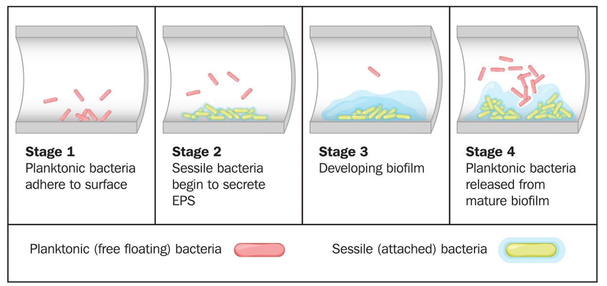 Bioinformation diagram