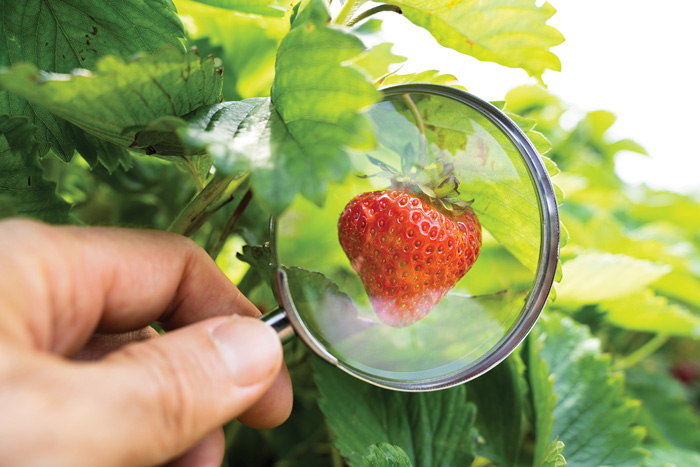 food fraud detection