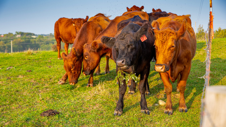 Livestock - agricultural